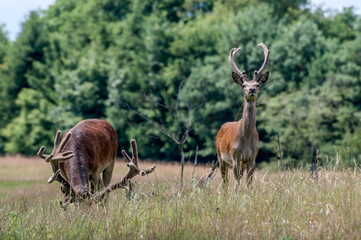 The Red Deer (Cervus elaphus) in Poland