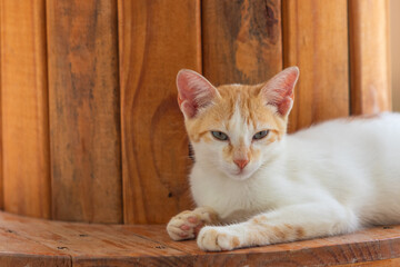 Filhote de gato sem raça definida deitado.