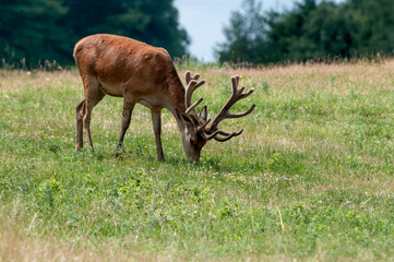 The Red Deer (Cervus elaphus) in Poland