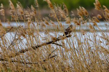 A common buzzard in the reed