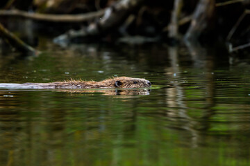 A european beaver in a lake © hecke71