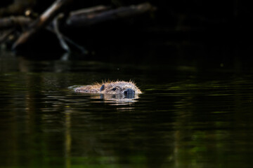 A european beaver in a lake
