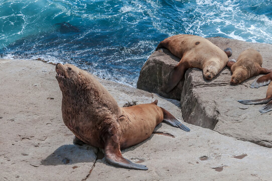 Steller's Sea Lions (Eumetopias jubatus) at colony, Chowiet Island, Semidi Islands, Alaska, USA