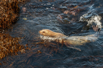 Fishing Steller's Sea Lion (Eumetopias jubatus) at sea off Chowiet Island, Semidi Islands, Alaska, USA