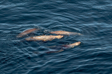 Fishing Steller's Sea Lions (Eumetopias jubatus) at sea off Chowiet Island, Semidi Islands, Alaska, USA