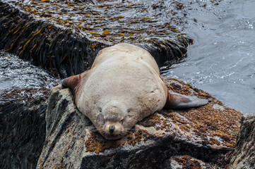 Steller's Sea Lion (Eumetopias jubatus) at colony, Chowiet Island, Semidi Islands, Alaska, USA