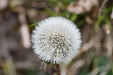 Obraz premium Pusteblume Nahaufnahme