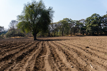 Farming field with trees in the middle to conserve the soil and avoid erosion