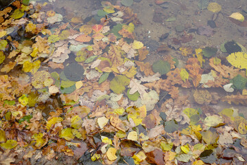 autumn day in the park