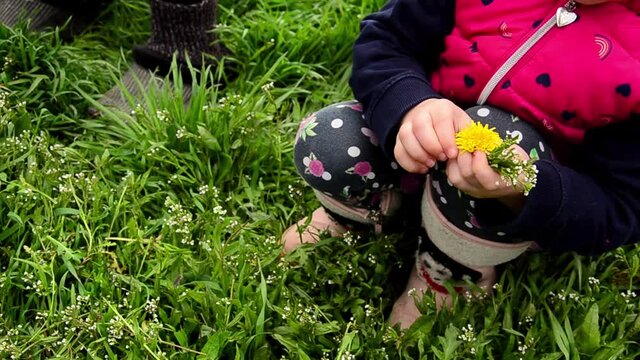 Yellow flower in old hands.A grandmother gives a flower to a child.Old hands with a dandelion.Grandmother gives a flower to her granddaughter.A child with a grandmother collects a bouquet in a meadow