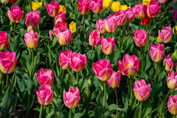 Pink garden tulip - Tom Puse. Beautiful field of spring flowers. A group of pink tulips form a beautiful background. Copy space. Postcard for women's holiday, mother's day, spring day.