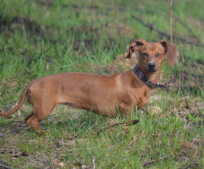 portrait of a dachshund