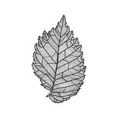 Stylized drawing of leaf of an elm tree with decorative veins isolated on white background. Vector illustration. Design element for card, invitation, banner, poster in line art style - obrazy, fototapety, plakaty