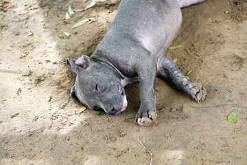 sleeping baby Pitbull - mini monster