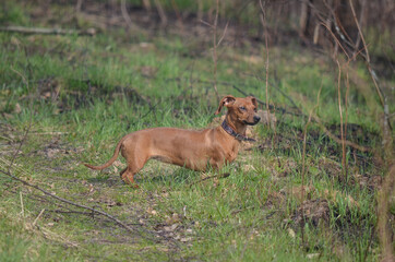 dog in the grass