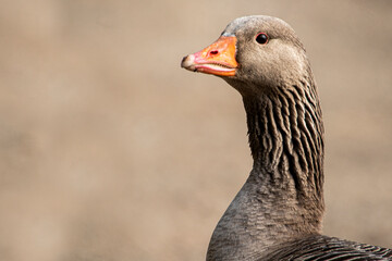 goose on the beach