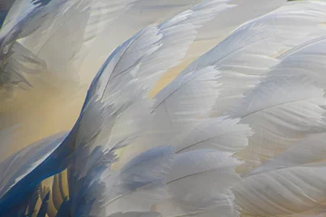 Fotobehang bird of paradise © imranmalikdesignz