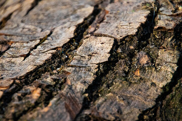 bark of a tree