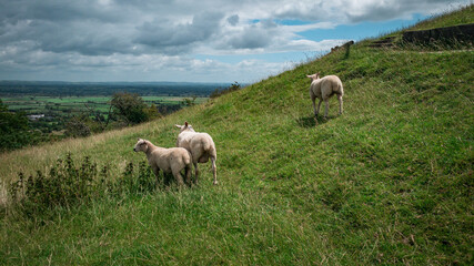 Sheep in the mountains
