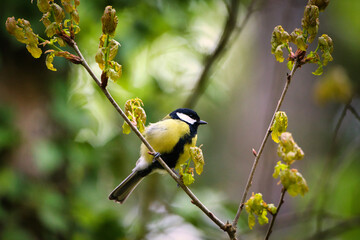 Small yellow bird sitting on a branch.