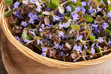 Fototapeta premium Fresh ground-ivy - medicinal plant collected in spring