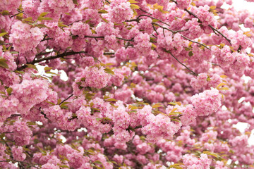 Pink cherry blossom