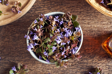 Obraz na płótnie Canvas Fresh blooming ground-ivy - a medicinal herb and wild edible plant