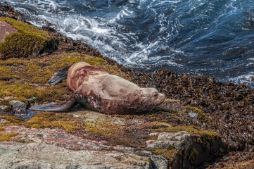 Wounded Steller's Sea Lion (Eumetopias jubatus) bull at colony, Chowiet Island, Semidi Islands, Alaska, USA