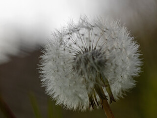 Withered dandelion flower in backlight