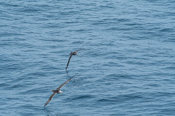 Southern (Macronectes giganteus) and Northern (Macronectes halli) Giant Petrels in South Atlantic Ocean, Southern Ocean, Antarctica