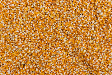 Close up of corn kernels