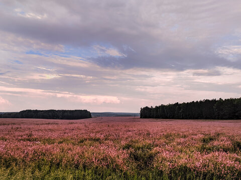 Field of pink willow-herb flowers. Fireweed flowers, forest, hills and cloudy sky in the background © Anna