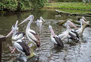 Big pelicans sitting on a log in the water at the pond
