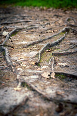 korzenie na drodze las Międzylesie