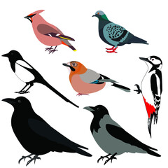Set of birds in the vector: raven, gray crow, magpie, jay, pigeon, woodpecker. Isolated on a white background, stock illustration.