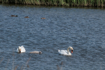  Mute Swans (Cygnus olor) with cygnet in lake, Schleswig-Holstein, Germany