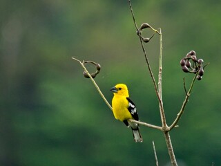 Yellow-Tailed Oriole (Icterus mesomelas) sitting in tree Vilcabamba, Ecuador.