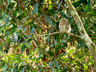 Closeup of Andean pygmy owl (Glaucidium jardinii) hiding in tree Vilcabamba Ecuador