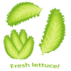 Green lettuce leaf. Vector illustration of green vegetables leaves.