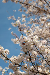 blooming tree
