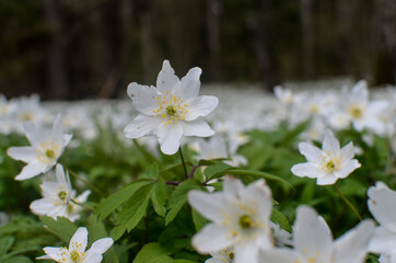 white flowers in spring