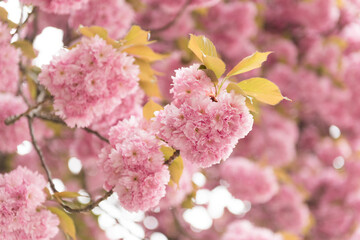 Pink cherry blossom
