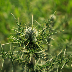 Background with wild plant