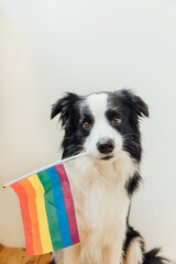 Funny cute puppy dog border collie holding LGBT rainbow flag in mouth on white background at home indoor. Dog Gay Pride portrait. Equal rights for lgbtq community concept.