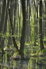 Obraz premium Landscape with trees growing in the water on a sunny spring day. A forest in a wetland.