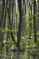 Landscape with trees growing in the water on a sunny spring day. A forest in a wetland.