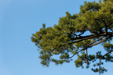 pine tree branches