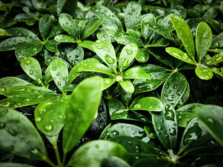 Fototapeta na wymiar green leaves with water drops