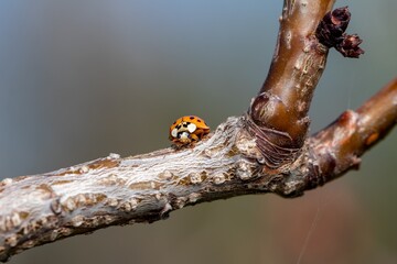 Orange ladybug on apricot tree branch close up