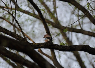 Eurasian jay, Garrulus glandarius in Latin, sits on tree branch 